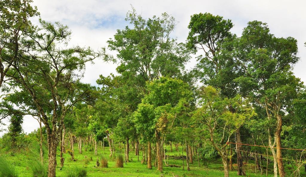Punarjani Ayurvedic Resorts Ramakkalmedu Dış mekan fotoğraf